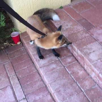 A fox 🦊 finally meet his Friend after along time ( so sad reaction 🥺)