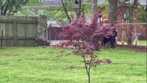 Stealthy dog stalks squirrel in the backyard