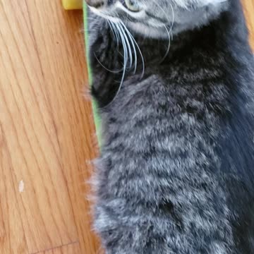 Skateboarding Kitten Fun Fun Fun