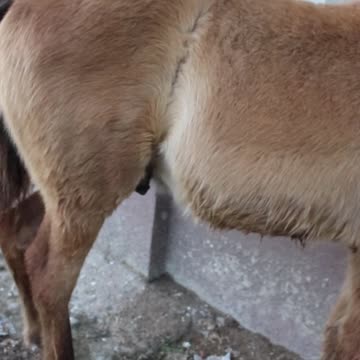 Cute And funny horse Videos Compilation cute moment