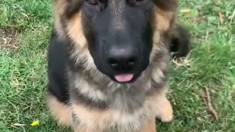 Cute dog