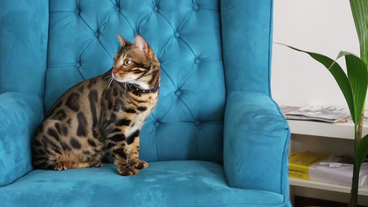 Bengal cat is sitting in a chair