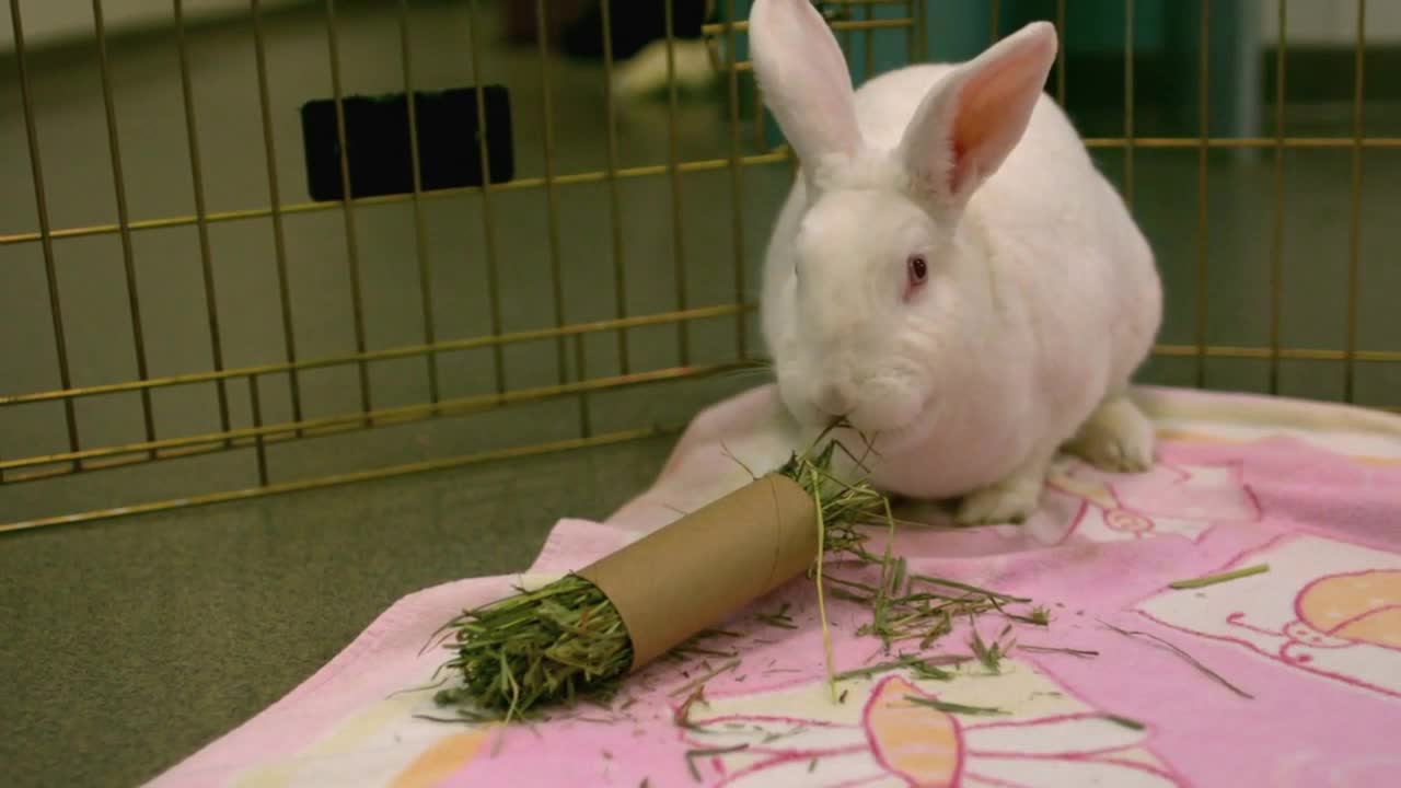 Slow Motion Munching White Rabbit