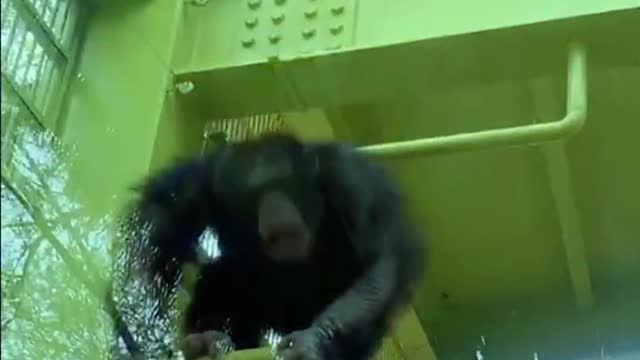 DJ the chimp