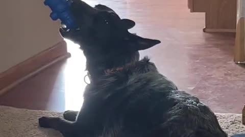 Dog playing with toys
