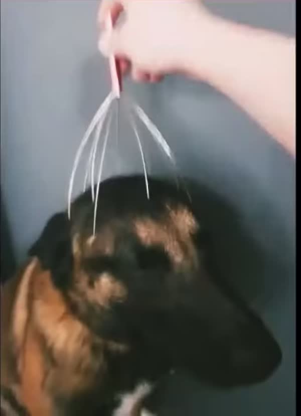 A dog loves getting Massaged