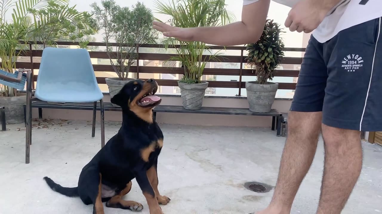 HOW TO TRAIN YOUR DOG TO SPEAK( BARKING) COMMAND