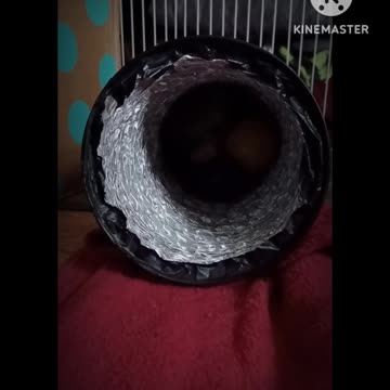 What do you have in there Romeo?