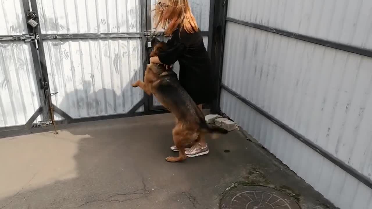 Meeting after a long separation The German Shepherd has not seen its owner for two months