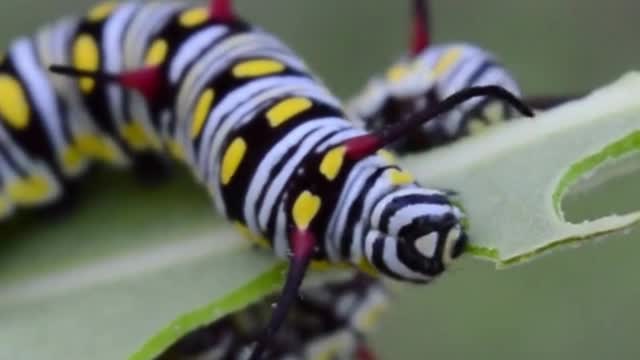 Caterpillar satiates its appetite #shorts #shortvideo