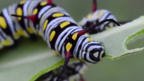 Caterpillar satiates its appetite #shorts #shortvideo