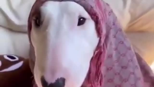 Funny Puppy-Try Not To Laugh