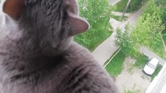 Cat smokes