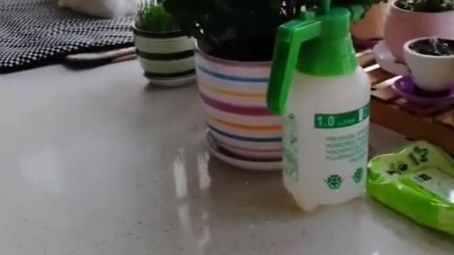FunnyPetsToday，Funny Cat You Might Never See Before, part69