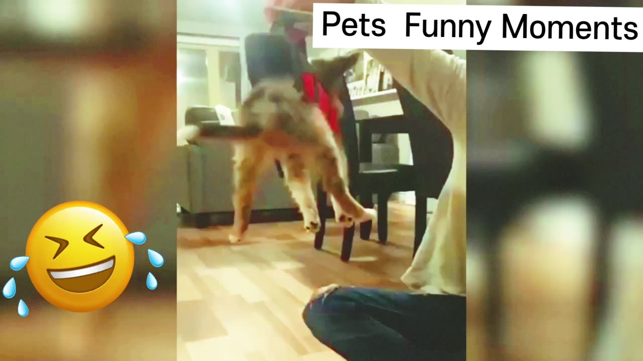 Funny Dogs & Cats Videos 2023😅Best Funniest Videos Of The Week😅#2