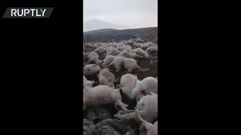 What is happening to these Sheep?