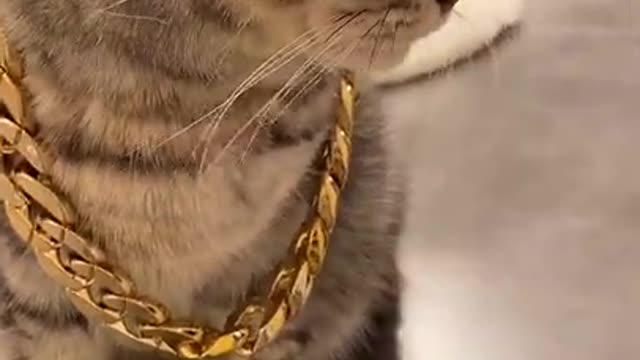 This cat is charming with this gold cord and glasses, it looks like people.