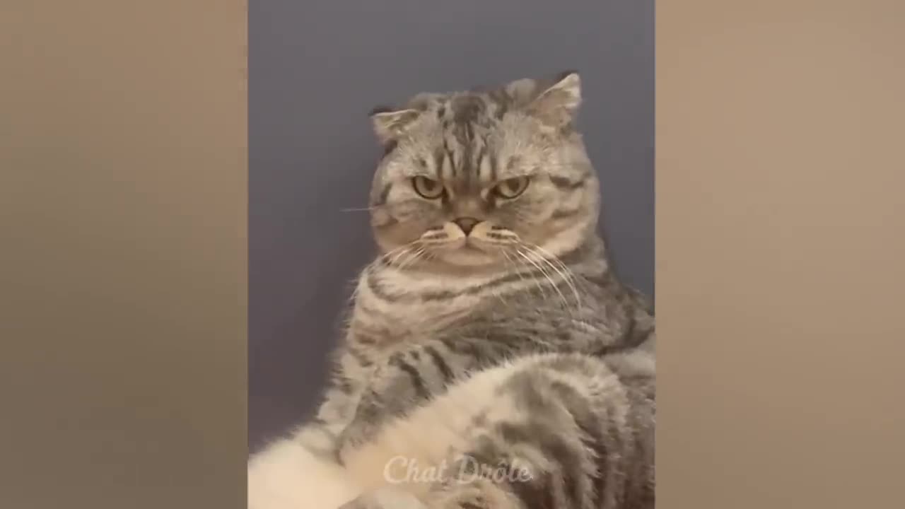 Essayer de ne pas rire. Vidéo de chat 🐱🐈 à mourir de rire.