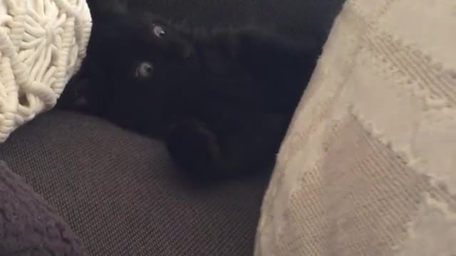 Black cat laying behind pillows has eyes wide opened when pillow is moved