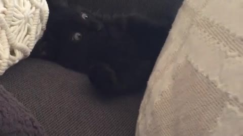 Black cat laying behind pillows has eyes wide opened when pillow is moved