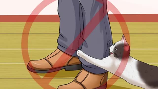 how to stop your cat from attacking you