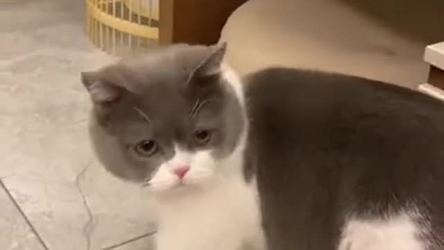 Funny Cat "die" with pew 😂 😂 😂