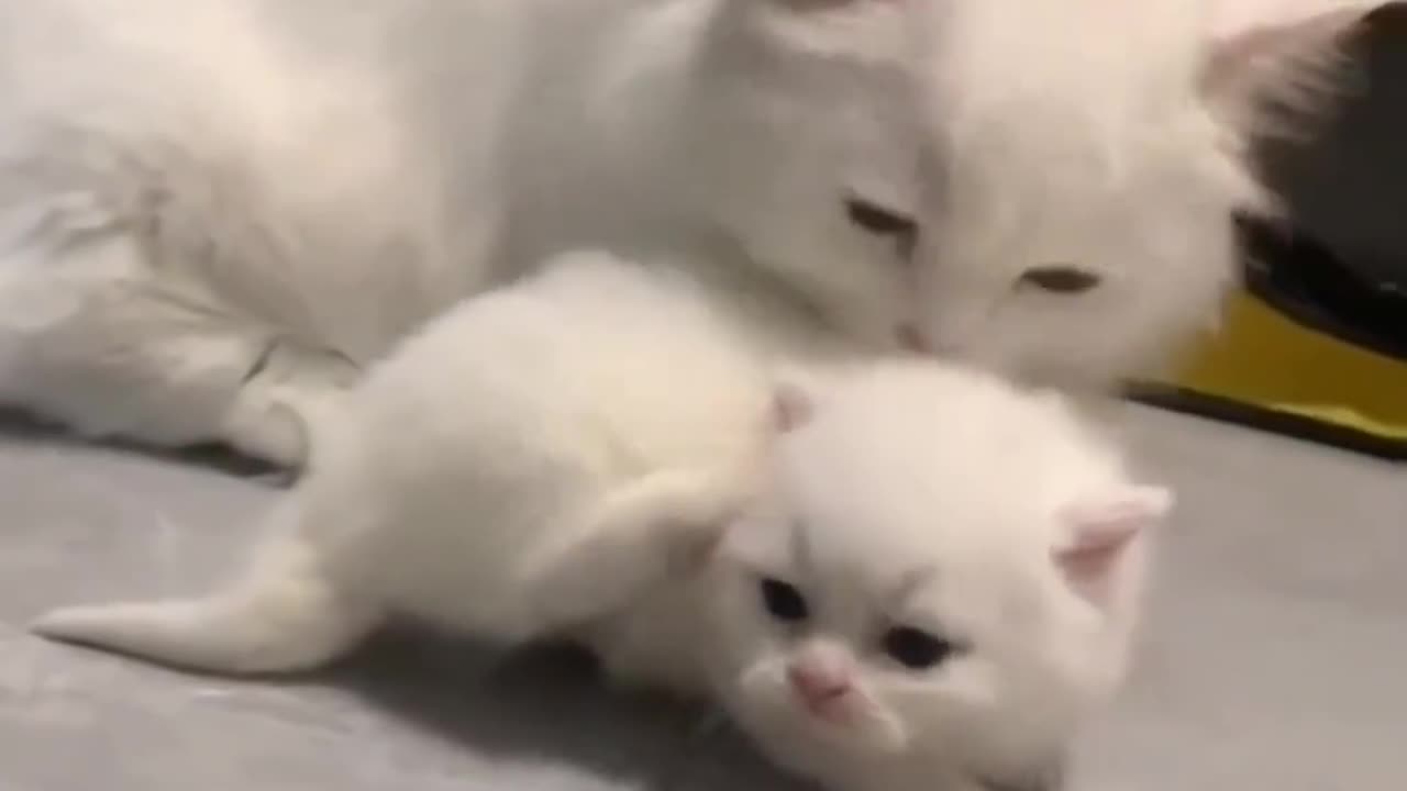 This is best love in the world