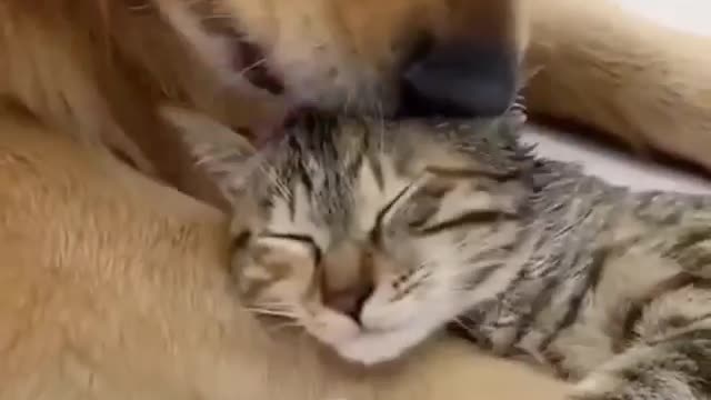 A cat and dog being best friends is such a cute and funny thing to see 🥺