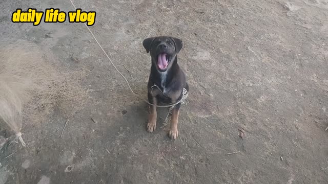 funny naughty dog | daily life vlog