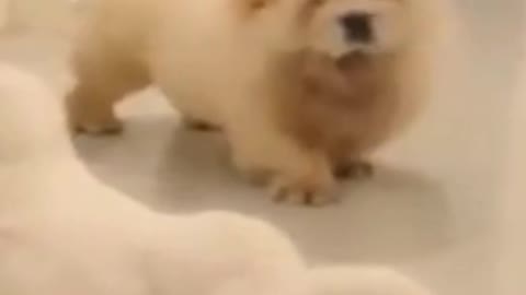 Tiny Puppy Cute Face (TOP 3)