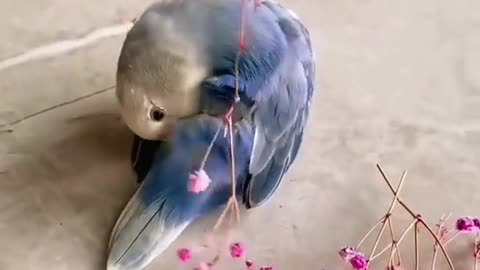 Parrot decorating itself with flowers