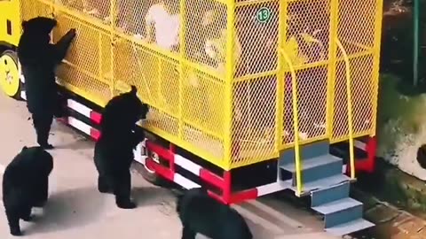 Nosey Bears