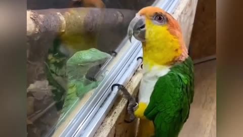 Lizard meets a parrot for the first time