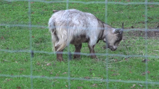 surrey park farm baby goat raw 7