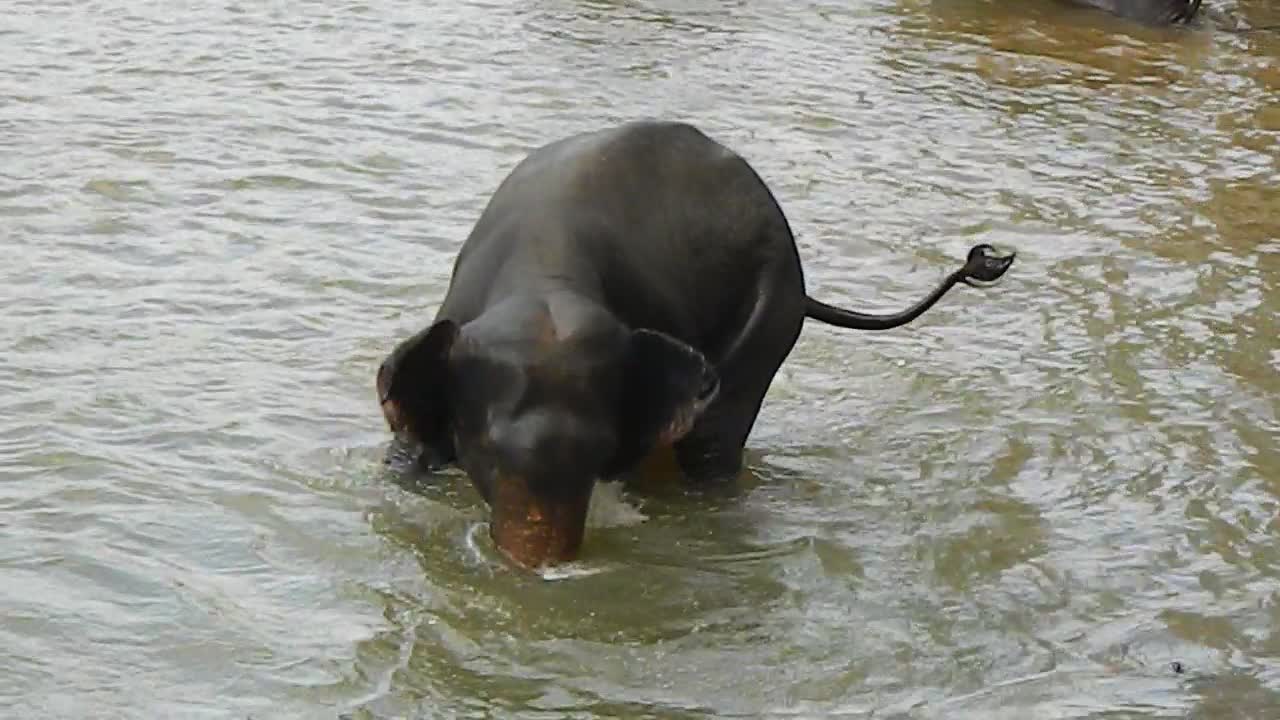 Bathing elephant