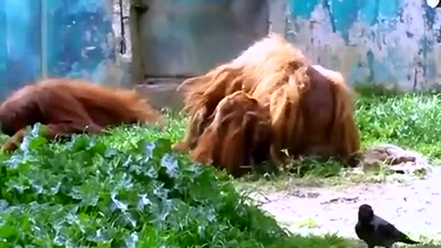 Funniest Orangutan EVER!!!!!!!