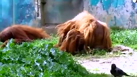 Funniest Orangutan EVER!!!!!!!