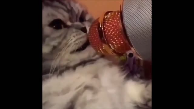 angry cat sings