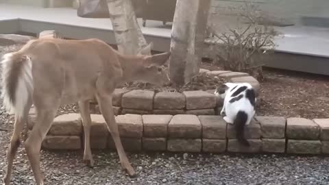 Cute animals, make people laugh, enjoy together