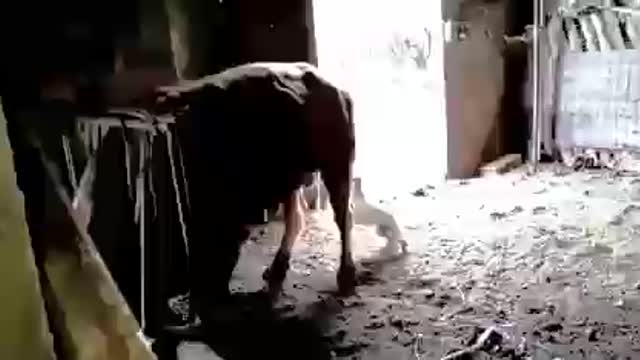 Cow Kick a dog 😂😂Very Amazing funny