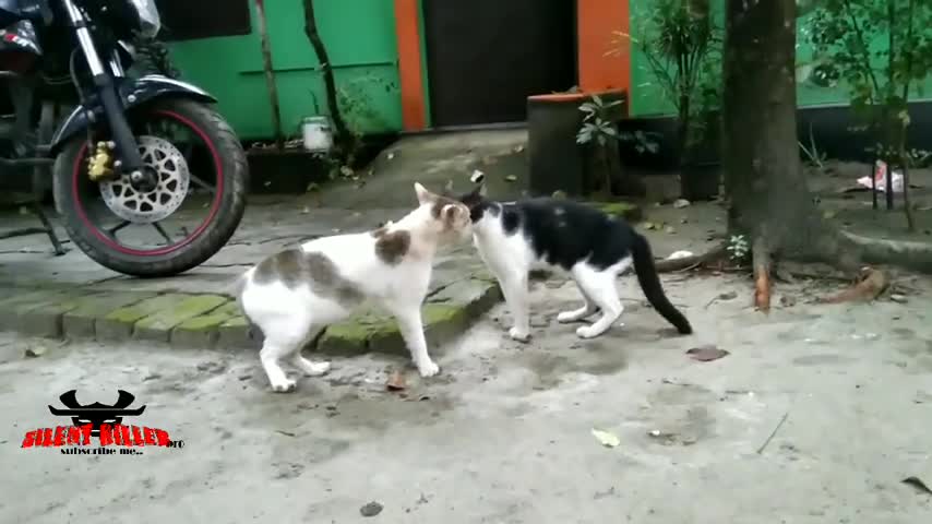 Cats fight and fight ____SILENT_KILLER_pro