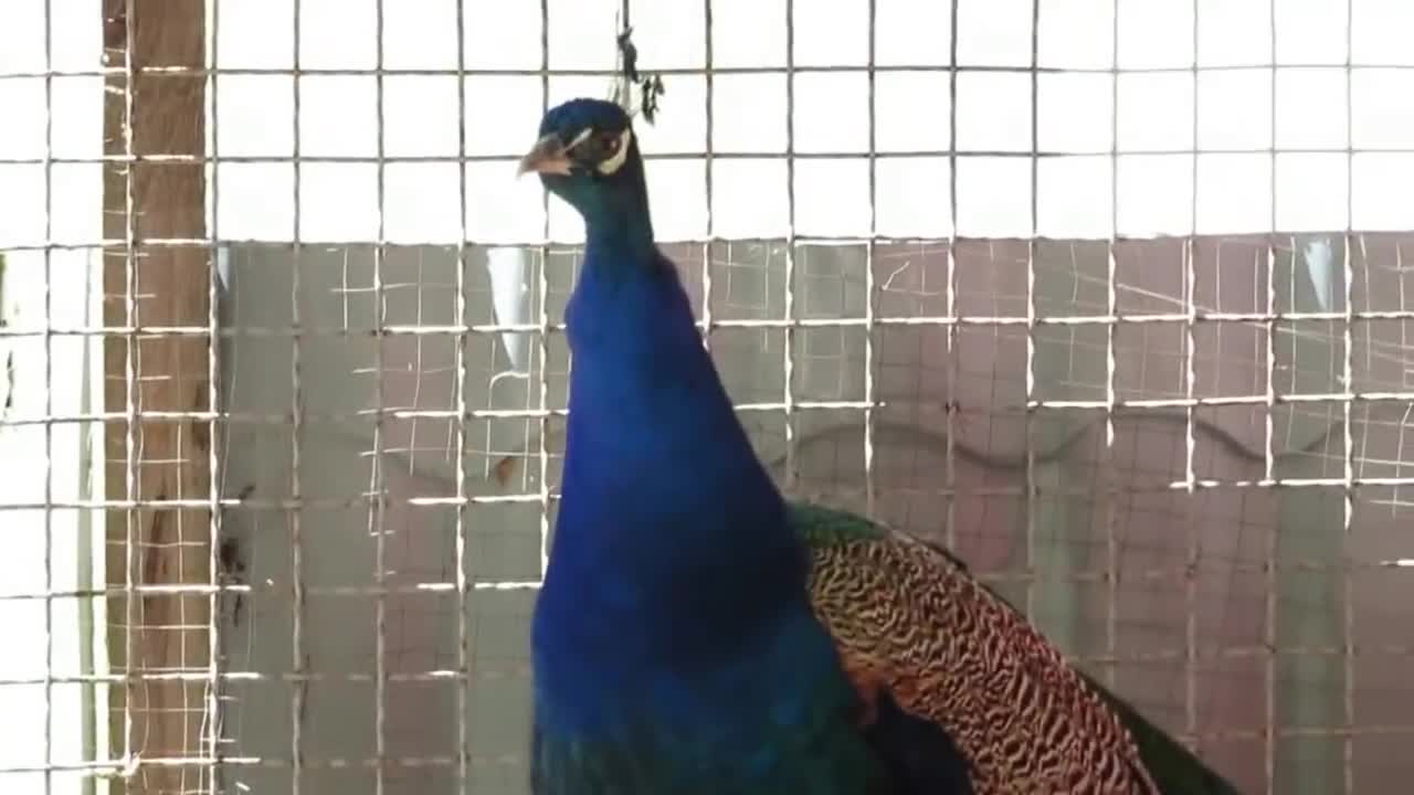 Song Peacock, Sound - Pavo cristatus