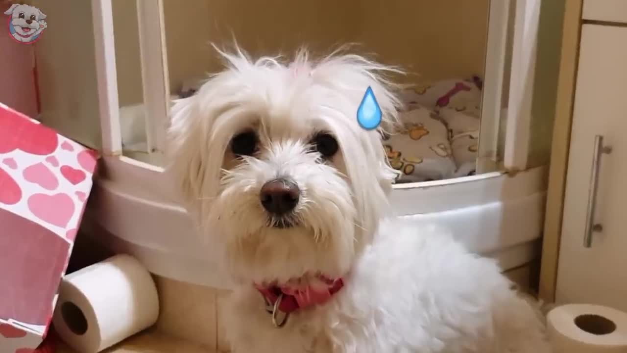 CONSINTIENDO a mi PERRO en el BAÑO!🤭 Juegos de AGUA para PERROS en la BAÑERA 🐶🚿Anima Dogs