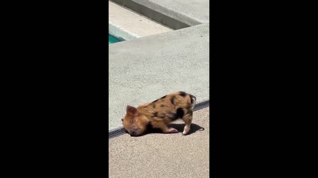 UNUSUAL MEMES COMPILATION