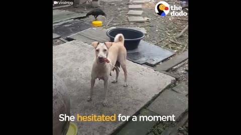 Dog Moms Ask People to Help Save Their Puppies | The Dodo Mother's Day