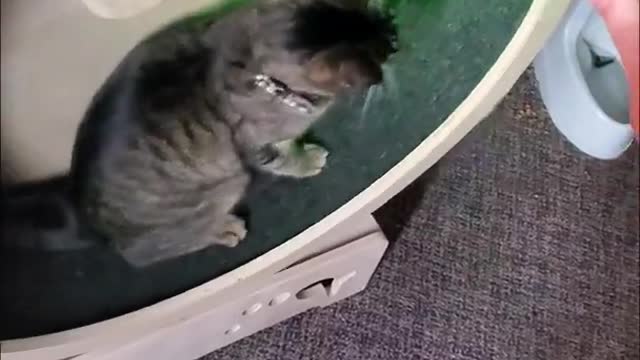 Cat Runs On Wheel To Catch Laser