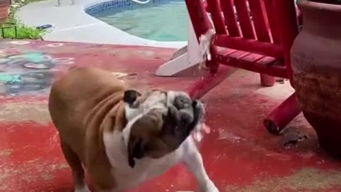 Bulldog playing time