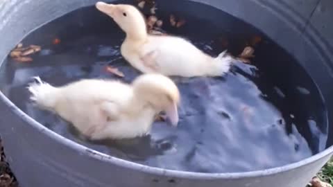 DUCKLINGS IN THE WATER