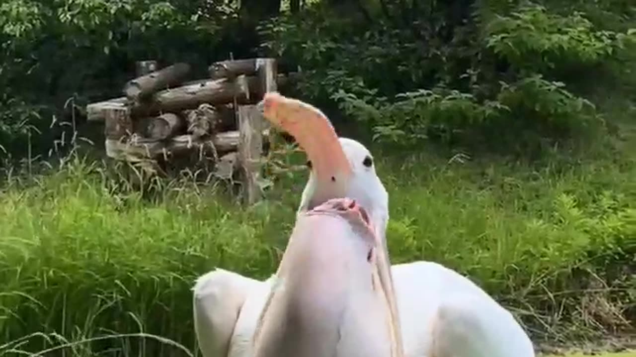 Beautiful pelican