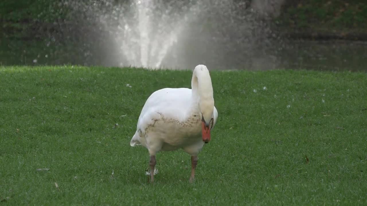 Swan videos and fun facts